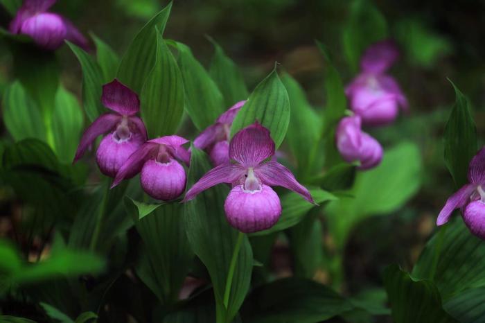 200余株国家一级濒危保护植物大花杓兰被发现