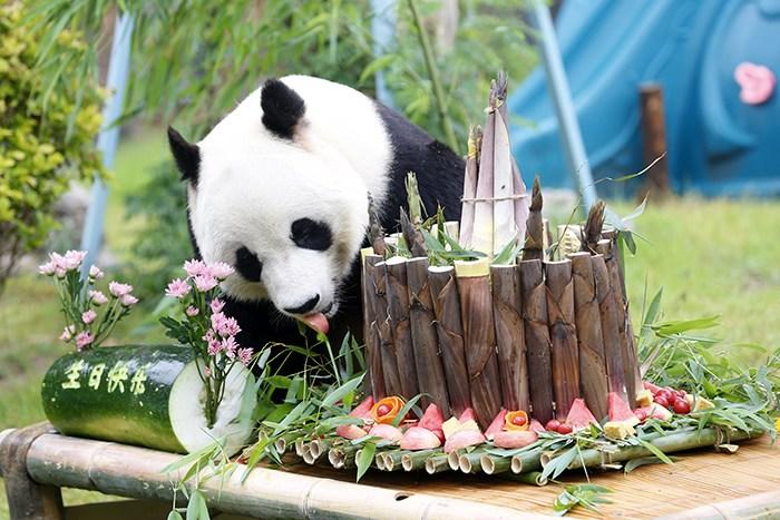 大熊猫“雅吉”迎来10周岁生日