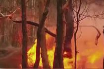 澳丛林大火持续燃烧 或致百只考拉丧生
