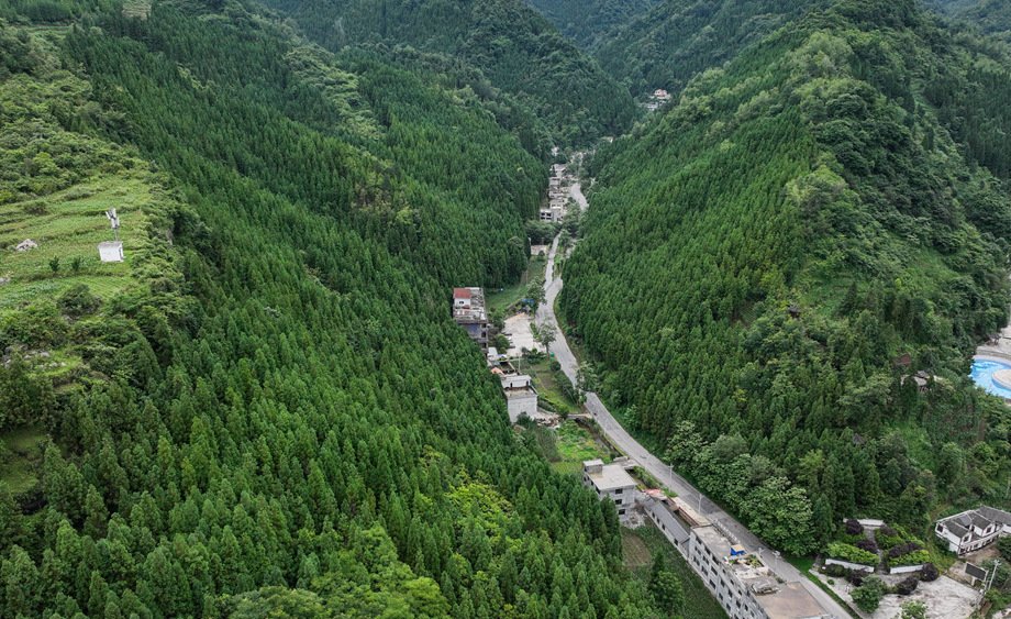 贵州大方单株碳汇林生态美
