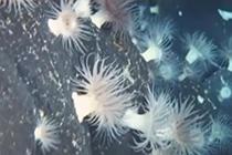 深海勇士号拍到海底2000米海洋生物