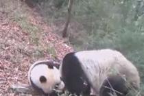 相机捕捉到野生大熊猫母子活动