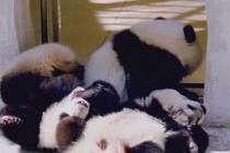 大熊猫宝宝集体晒太阳