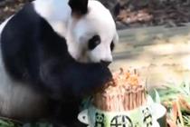 大熊猫生日会 憨态可掬萌翻你